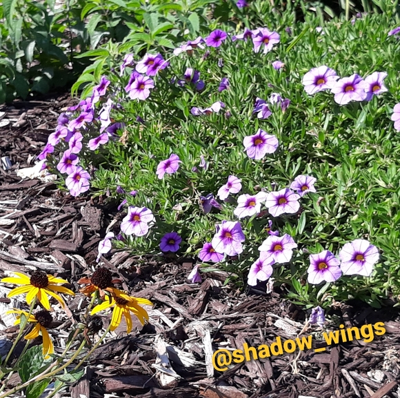 Vintage Japan Ceramic Sugar Bowl with 3D Rose - Picture 10 of 10
